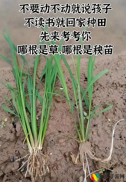 嫩叶草一区二区三区的区别，网友：我们来看看吧！