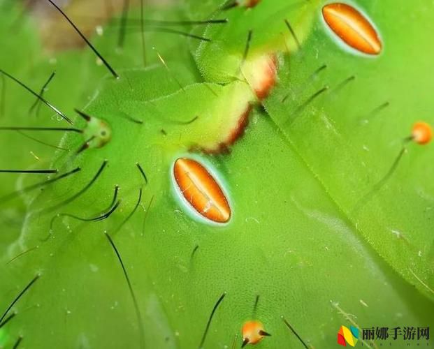 他的舌头探进蜜源毛毛虫说