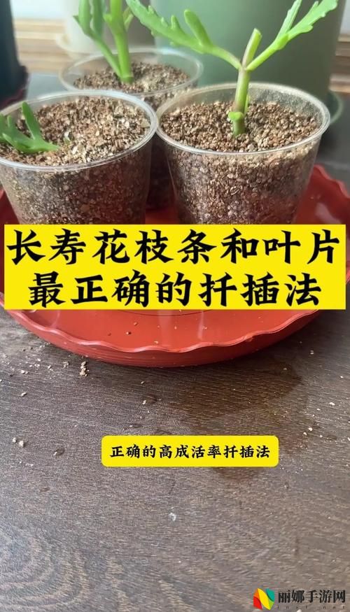 床上的72种扦插方法