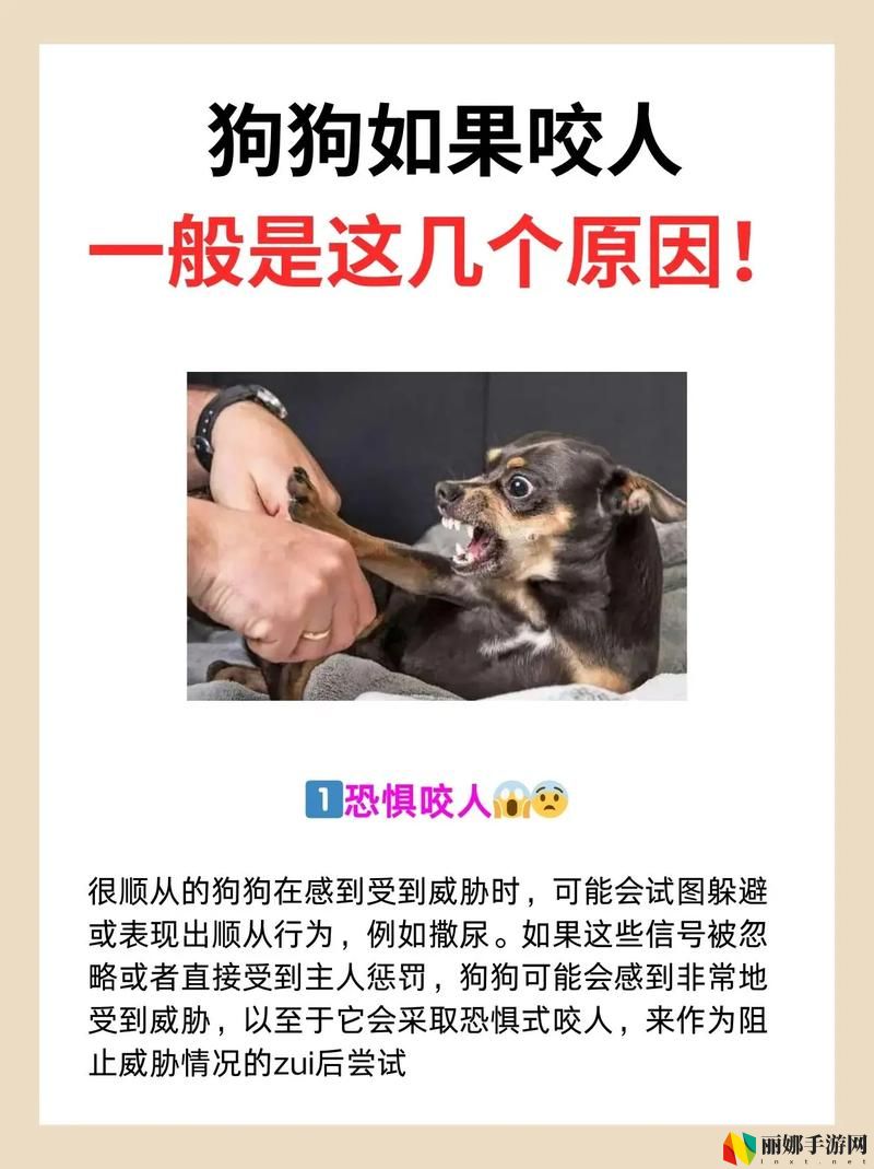 狗狗和人咬配方大全视频