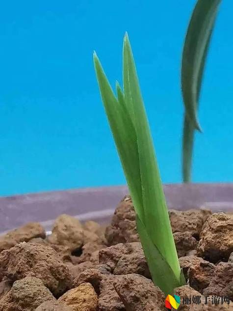 嫩叶草M码和澳洲码