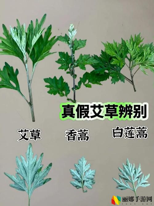 嫩叶草M码和澳洲码