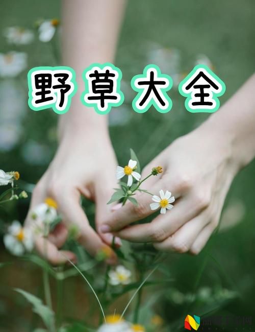 野草视频在线观看污版