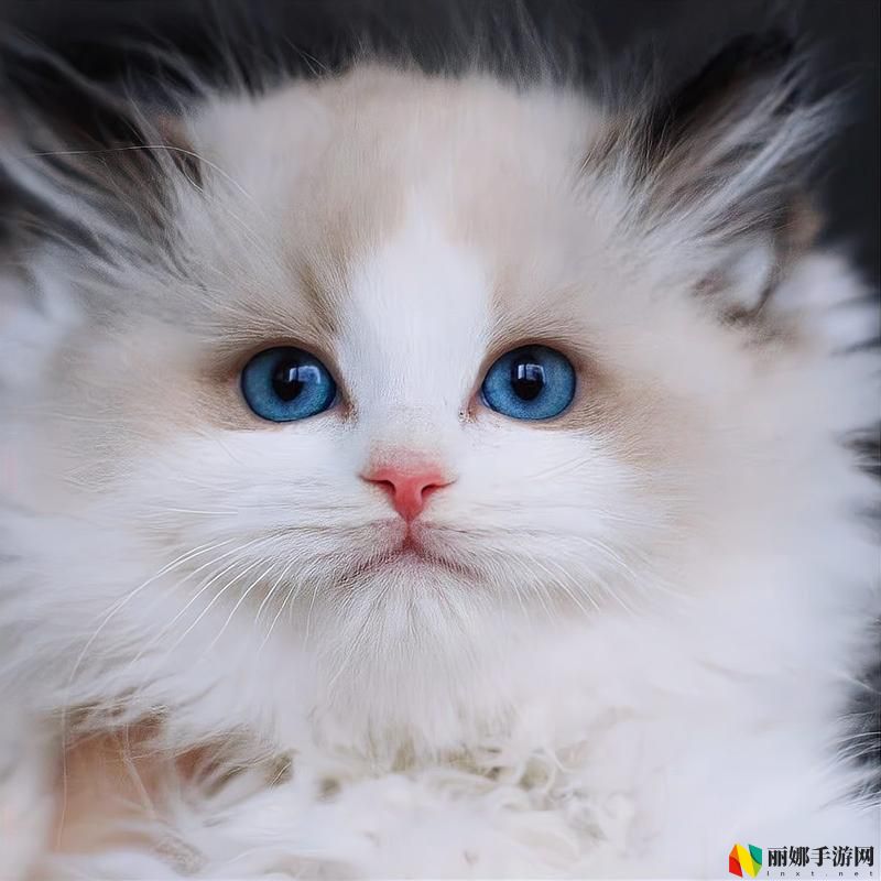 芭乐小猪草莓猫咪绿巨人