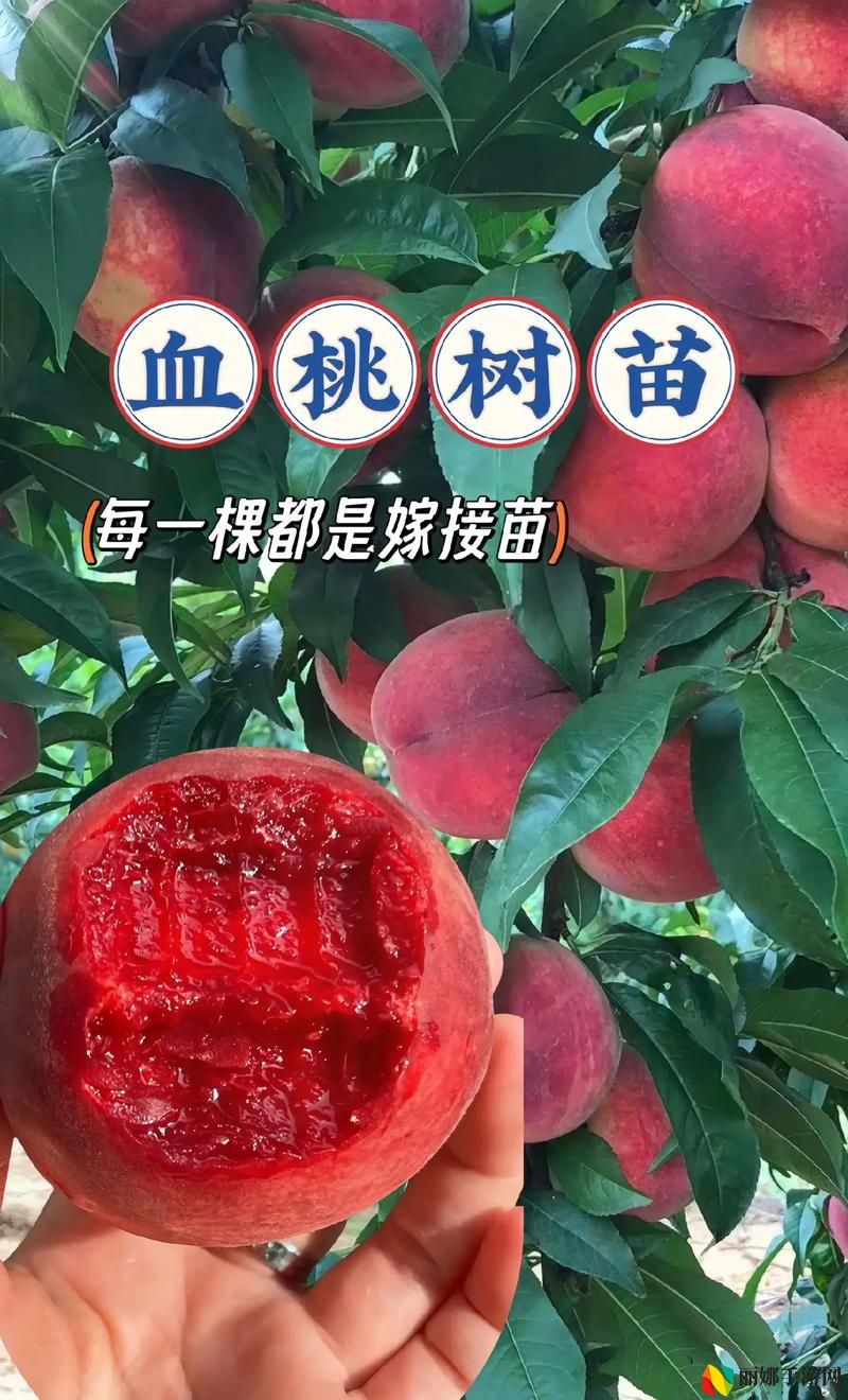 无人区一区二区区别是什么红桃