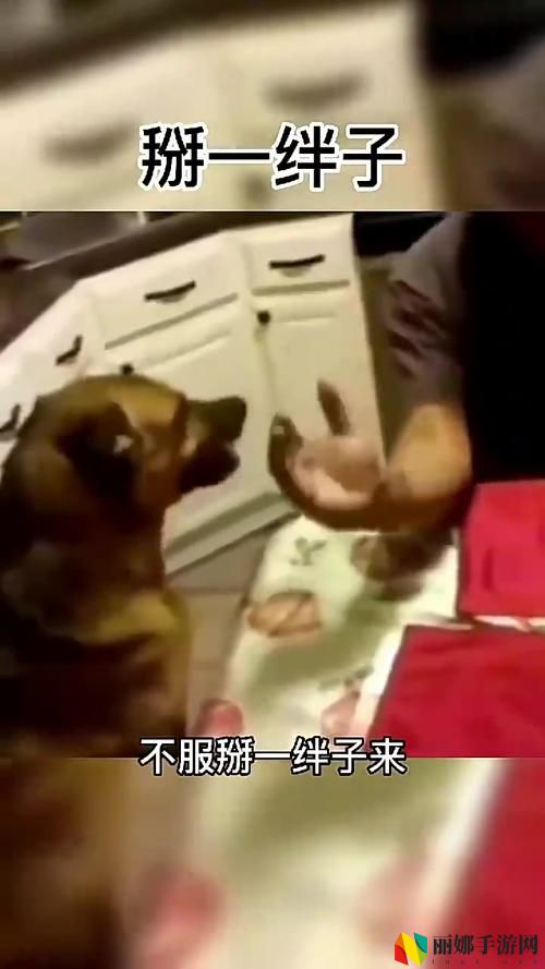 人狗大战9免费观看正版